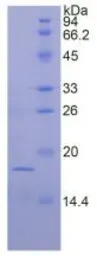 Mouse FGF1 protein, His tag (active). GTX00281-pro