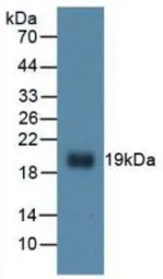 Mouse IL1 beta protein, His tag (active). GTX00293-pro