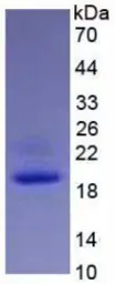 Mouse IL1 beta protein, His tag (active). GTX00293-pro