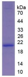 Mouse COL6A1 protein, His tag. GTX00316-pro