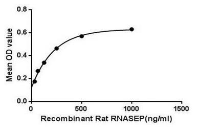 Rat RPP40 protein, His tag. GTX00344-pro