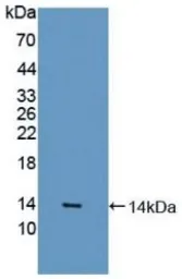 Rat GDF8 / Myostatin protein, His tag. GTX00360-pro