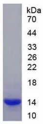 Rat GDF8 / Myostatin protein, His tag. GTX00360-pro