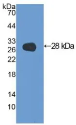 Rat Galectin 3 protein, His tag (active). GTX00361-pro