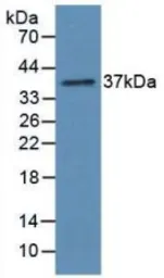 Rat CX3CL1 protein, His tag (active). GTX00363-pro