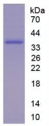 Rat CX3CL1 protein, His tag (active). GTX00363-pro