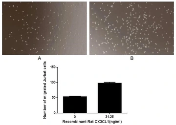 Rat CX3CL1 protein, His tag (active). GTX00363-pro