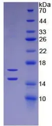 Human MCP1 / CCL2 protein, His tag (active). GTX00415-pro