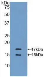 Human MCP1 / CCL2 protein, His tag (active). GTX00415-pro