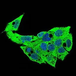 Anti-Syndecan-1 / CD138 antibody [1A3H4] used in Immunocytochemistry/ Immunofluorescence (ICC/IF). GTX00451