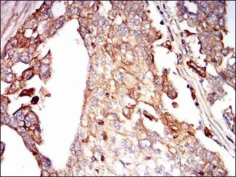 Anti-Syndecan-1 / CD138 antibody [1A3H4] used in IHC (Paraffin sections) (IHC-P). GTX00451