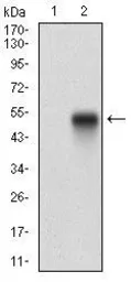 Anti-Syndecan-1 / CD138 antibody [1A3H4] used in Western Blot (WB). GTX00451