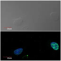 Anti-Ki67 antibody [Ki-67] used in Immunocytochemistry/ Immunofluorescence (ICC/IF). GTX00538