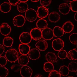 Anti-Phospholipid scramblase 1 antibody [13A6(TEC-23)] used in Immunocytochemistry/ Immunofluorescence (ICC/IF). GTX00588