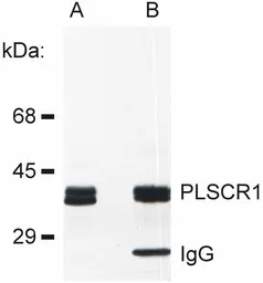 Anti-Phospholipid scramblase 1 antibody [13A6(TEC-23)] used in Immunoprecipitation (IP). GTX00588