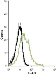 Anti-KCNN4 antibody [6C1] used in Flow cytometry (FACS). GTX00627