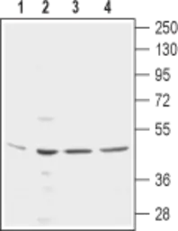 Anti-KCNN4 antibody [6C1] used in Western Blot (WB). GTX00627