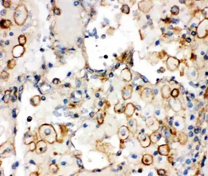 Anti-Integrin alpha 1 antibody used in IHC (Paraffin sections) (IHC-P). GTX00650