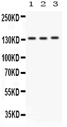 Anti-Integrin alpha 1 antibody used in Western Blot (WB). GTX00650