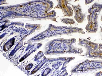 Anti-Xanthine Oxidase antibody used in IHC (Paraffin sections) (IHC-P). GTX00652