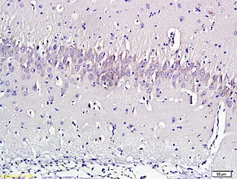 Anti-Nociceptin antibody used in IHC (Paraffin sections) (IHC-P). GTX00663