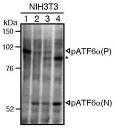 Anti-ATF6 antibody [37-1] used in Western Blot (WB). GTX00686