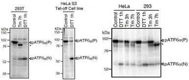 Anti-ATF6 antibody [1-7] used in Western Blot (WB). GTX00687