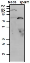 Anti-ADAM1B antibody [#158] used in Western Blot (WB). GTX00690