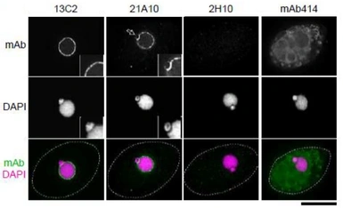 Anti-NUP98 antibody [21A10] used in Immunocytochemistry/ Immunofluorescence (ICC/IF). GTX00695