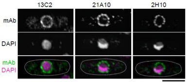 Anti-NUP98 antibody [21A10] used in Immunocytochemistry/ Immunofluorescence (ICC/IF). GTX00695