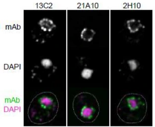 Anti-NUP98 antibody [21A10] used in Immunocytochemistry/ Immunofluorescence (ICC/IF). GTX00695