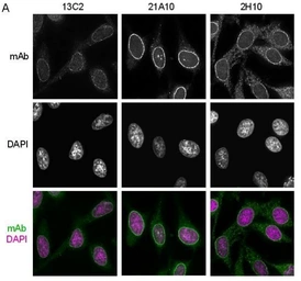 Anti-NUP98 antibody [21A10] used in Immunocytochemistry/ Immunofluorescence (ICC/IF). GTX00695