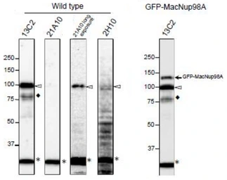 Anti-NUP98 antibody [21A10] used in Western Blot (WB). GTX00695