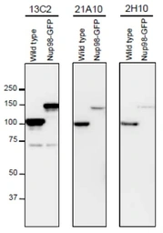 Anti-NUP98 antibody [21A10] used in Western Blot (WB). GTX00695