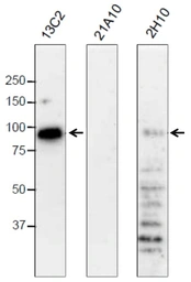 Anti-NUP98 antibody [21A10] used in Western Blot (WB). GTX00695