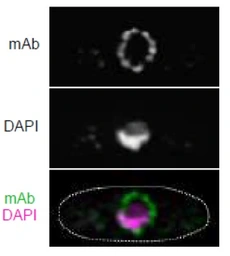 Anti-NUP98 antibody [2H10] used in Immunocytochemistry/ Immunofluorescence (ICC/IF). GTX00697