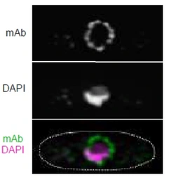 Anti-NUP98 antibody [2H10] used in Immunocytochemistry/ Immunofluorescence (ICC/IF). GTX00697