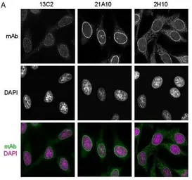 Anti-NUP98 antibody [2H10] used in Immunocytochemistry/ Immunofluorescence (ICC/IF). GTX00697