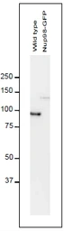 Anti-NUP98 antibody [2H10] used in Western Blot (WB). GTX00697