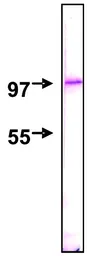 Anti-NUP98 antibody [2H10] used in Western Blot (WB). GTX00697