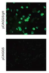 Anti-Herpes virus 7 gH antibody [2] used in Immunocytochemistry/ Immunofluorescence (ICC/IF). GTX00709