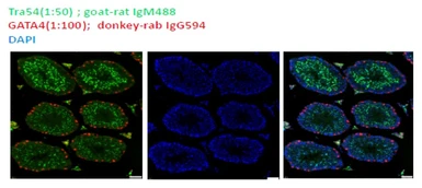Anti-Haploid sperm cell-specific antigen antibody [TRA54] used in IHC (Paraffin sections) (IHC-P). GTX00716