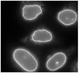 Anti-RANBP2 antibody used in Immunocytochemistry/ Immunofluorescence (ICC/IF). GTX00729