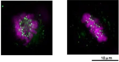 Anti-NUF2 antibody used in Immunocytochemistry/ Immunofluorescence (ICC/IF). GTX00733