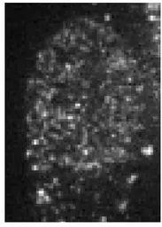 Anti-CBX1 / HP1 beta antibody used in Immunocytochemistry/ Immunofluorescence (ICC/IF). GTX00736