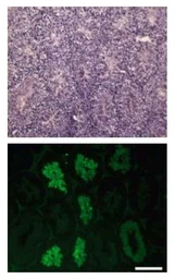 Anti-Calreticulin 3 antibody used in IHC (Frozen sections) (IHC-Fr). GTX00741