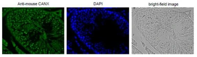 Anti-Calnexin antibody used in IHC (Paraffin sections) (IHC-P). GTX00742