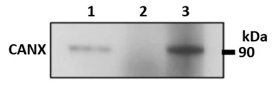 Anti-Calnexin antibody used in Immunoprecipitation (IP). GTX00742