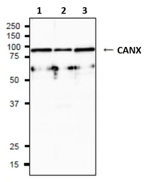 Anti-Calnexin antibody used in Western Blot (WB). GTX00742