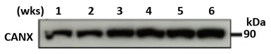 Anti-Calnexin antibody used in Western Blot (WB). GTX00742